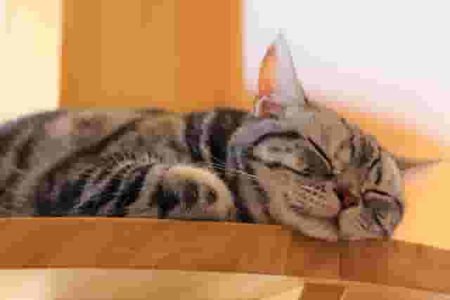 猫可の賃貸を探すには?おすすめサイトと引っ越し費用節約方法